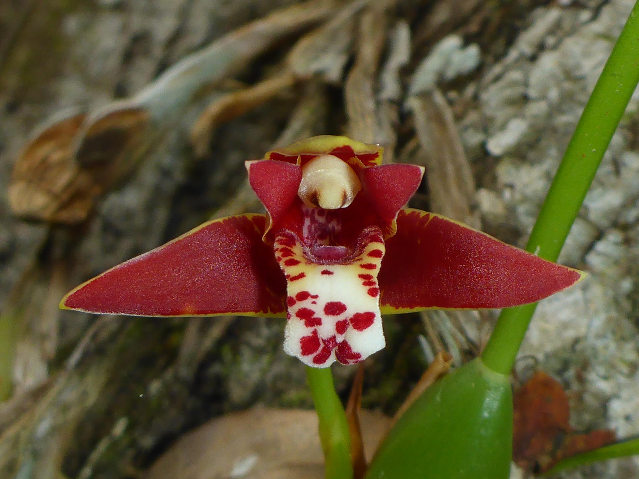 Maxillaria tenuifolia